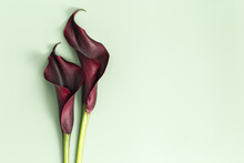 Dark Purple Calla Lily Flowers On Green Background. Minimal Natural Floral Concept. Close Up Blossoming Flower, Aesthetic Summer Flowery Card. Fresh Blooms Calla  Lilies Bud Close Up