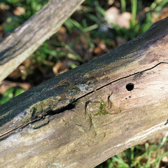 infestation by the asian longhorned beetle anoplophora glabripennis on a dead trunk of a maple tree 