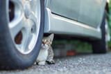 Fototapeta  - 車の下に隠れて見つめてくる野良猫