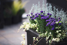 A View Of A Designed Plant Landscape Container, Featuring Purple Aster Flowers, In An Urban Area, As A Background.