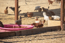 A View Of A Very Large Chicken Coop, Seen At A Local Farm.