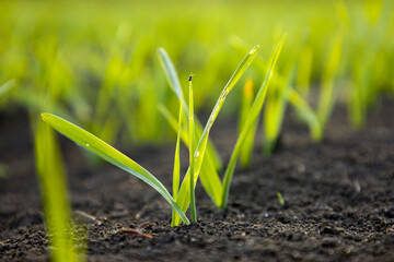 Wall Mural - Young shoots of green barley. Selective focus.