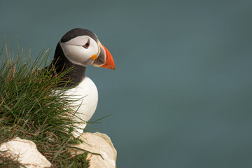 Wall Mural - atlantic puffin or common puffin