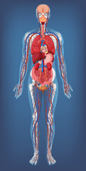 Canvas Print - anatomical structure human body