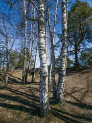 Poster - Birch grove on a sunny  spring day. Birch tree trunks.