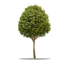 Beautifull Green Tree On A White Background In High Definition