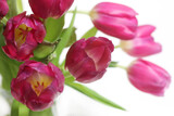 Fototapeta Tulipany - Bouquet of Pink Dutch Tulips Isolated on White Background