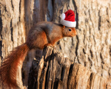 Red Squirrel Wearing A Santa Hat For Christmas