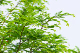 Fototapeta Sypialnia - Tamarind ,(Tamarindus indica) green leaves