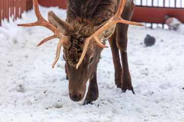 Wall Mural - Portrait of a deer in the zoo on the snow