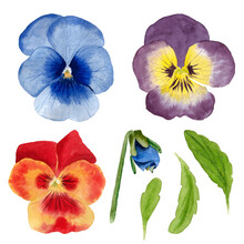 Watercolor Set Of Pansy Flowers, Leaves And Buds. Botanical Illustration On Isolated White Background.