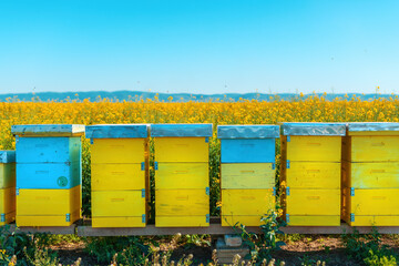 Fotomurales - Beehive boxes in blooming rapeseed field, honey bees performing pollination on canola plantation