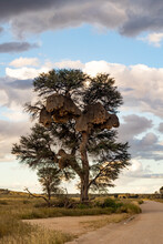 Sociable Weaver  Communal Nests In A Big Thorn Tree