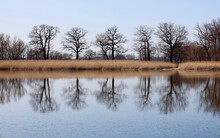 Germany, Saxony, Lake Reflecting Surrounding Reeds And Bare Trees In Late Winter