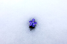 Grape Hyacinth Blooming In Snow