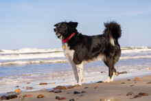 Border Collie Standing At Beach