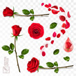 3D realistic vector elements set of red roses, falling petals, leaves, drop of essence, bud and an open flower for advertising and greeting cards