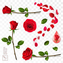 3D Realistic Vector Elements Set Of Red Roses, Falling Petals, Leaves, Drop Of Essence, Bud And An Open Flower For Advertising And Greeting Cards