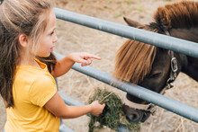 Girl Feeding Grass To Miniature Horse In Farm