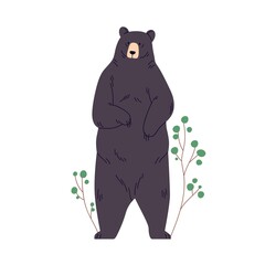 black american bear standing on two hind legs. big wild animal full-length portrait. ursus americanu