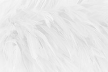 Beautiful White Grey Bird Feathers Pattern Texture Background.