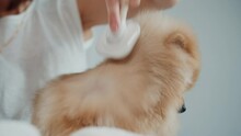 Fluffy Pomeranian In The Pet Hair Salon