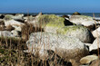 Blick entlang des Uferbereiches der Ostsee, mit Ihren einzigartigen großen Steinen