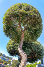 Topiary Tree In A Low Angle View At San Francisco, California