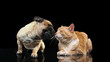 Portrait of beautiful cat and purebred dog isolated on dark background. Animal life, friendship, interplay concept. Collage