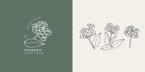 Wall Mural - Vector illustration verbena branch - vintage engraved style. Logo composition in retro botanical style.