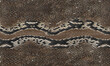 Texture pattern serpent