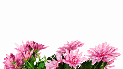 Floral border with pink chrysanthemum flowers isolated