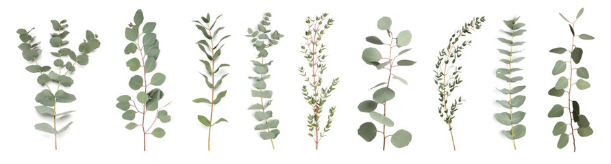eucalyptus branches with fresh leaves on white background, collage. banner design