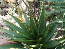Aloe Cryptopoda 'wickensii'  | Gebogene Dunkelgraugrüne Blätter In Eine Rosette, Mit Zähne Am Blattrand