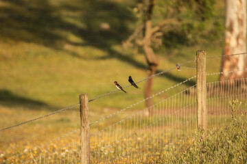 Wall Mural - Two swallows on n a barbed wire fence. Bird on a wire in a field