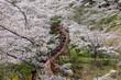 Cherry blossoms and slope car railway at Funaoka Castle Ruins Park, Miyagi, Japan