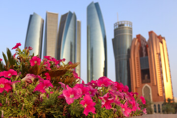 Red colour flowers with Abu Dhabi skyline in the background