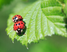 Pair Of Harlequin Ladybirds - Ladybugs, (Harmonia Axyridis) Mating Against A Bright Vivid Green Leaf Background