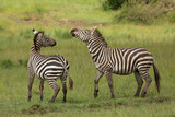 Fototapeta Sawanna - Two zebra stallions in the bush during rutting season. African wildlife safari in Masai Mara, Kenya