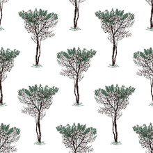Seamless Background Of Sketches Young Pine Trees