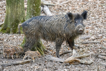 Wall Mural - wild boar in forest. wildlife scene from nature