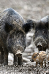 Wall Mural - cute swine sus scrofa family in forest. wild boar mother and baby on background natural environment
