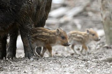 Wall Mural - baby wild boar, sus scrofa, running red autumn forest in background