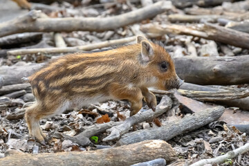 Wall Mural - baby wild boar, sus scrofa, running red autumn forest in background