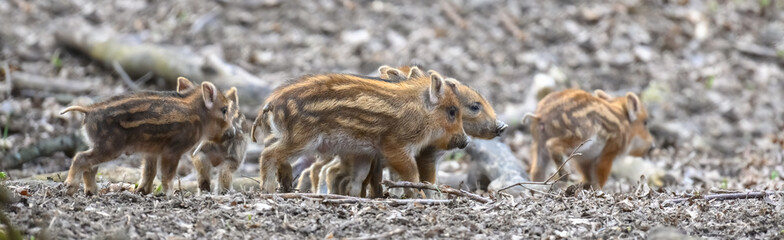 Wall Mural - baby wild boar, sus scrofa, running red autumn forest in background