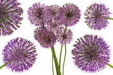 Decorative Onion Blossom Flower Collection