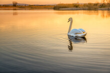 Beautiful Swan On The Water At Sunset
