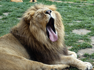 Wall Mural - The barbary lion, Panthera leo leo, is considered the largest subspecies of lion.