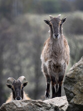 Himalayan Tahr, Hemitragus Jemlahicus, An Agile Alpine Goat With Beautiful Fur.
