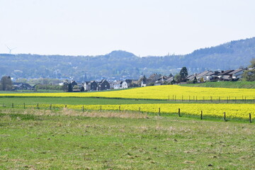 Sticker - Blick vom Sumpfgebiet auf das Eifeldorf Thür mit gelb blühenden Feldern im April